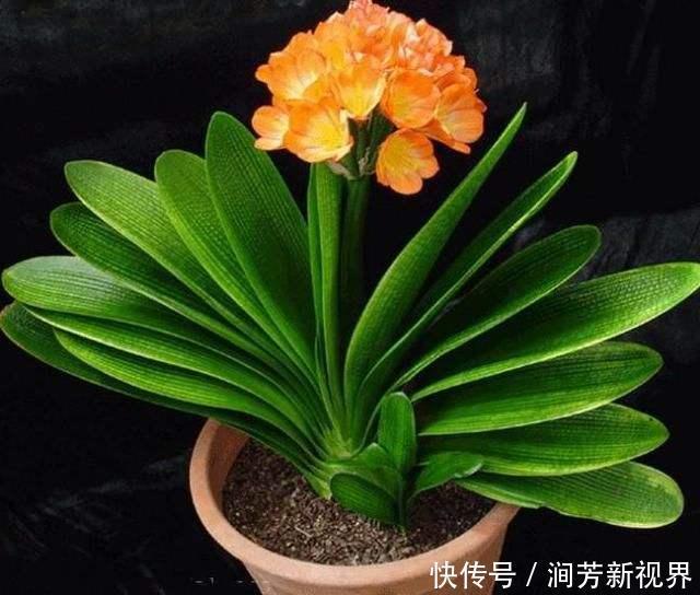 君子兰养了两三年都不开花看这招，让它嗖嗖长满盆，年年开花