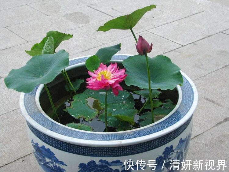 夏天|到了夏天，5种花喜水，越浇越旺，轻松长满盆，第2种开花漂亮