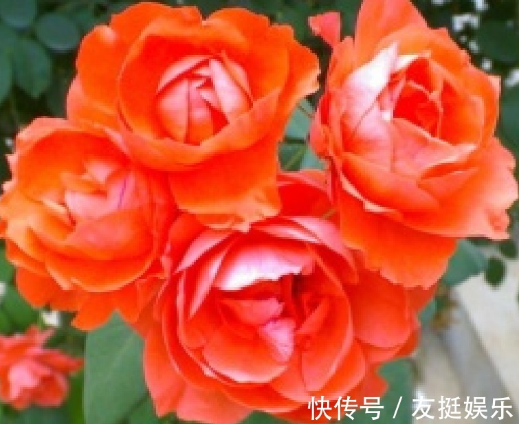 喜欢菊花，那就养“精品玫瑰”浪漫宝贝，高贵优雅，端庄秀丽！