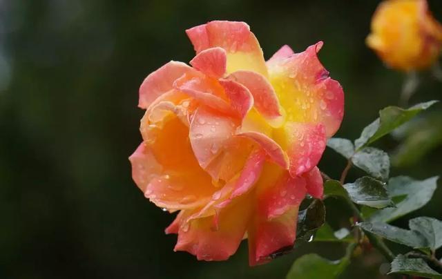 花再好看也别花钱买,浪费!只要随便捡几片叶子,落地就疯长