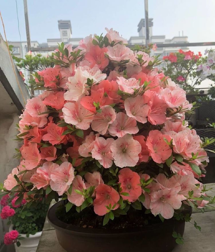 黄金万两|喜欢三角梅,不如养盆“精品”柠檬黄三角梅,金光灿灿,开花爆盆