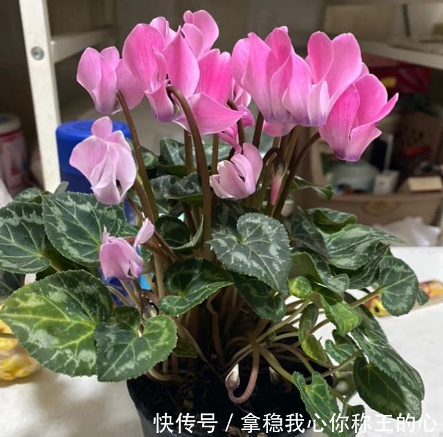 这5种花，叶子不能喷水，一喷就全烂了！这5种花，叶子不能喷水，一喷就全烂了！