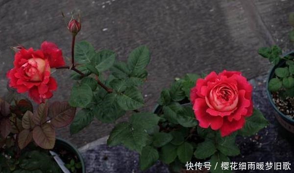 医生|月季马萨德医生,颜色鲜艳,多头开花,非常优秀的月季品种