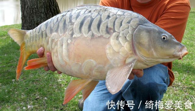 大鱼|下竿前后打窝有什么区别？区别很大，可能错过大鱼