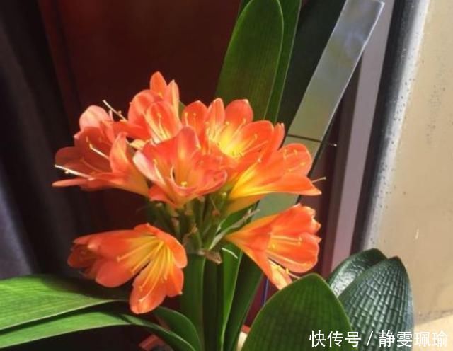 竹签子|家庭盆栽君子兰，掌握“浇水”小窍门，不干根不烂根，越长越旺
