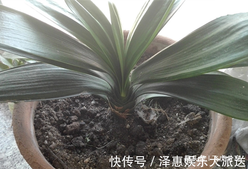 叶片|君子兰叶片东倒西歪,夹箭有时还不开花,都是几件事没做好