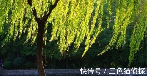 轻盈$独特不过这首诗:全篇四句描写杨柳,后两句尤其别出心裁