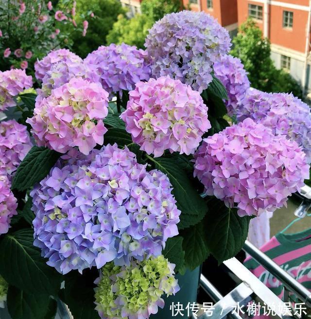 5种花最怕晒，天天不见光，开花却火爆，一朵一朵炸花球