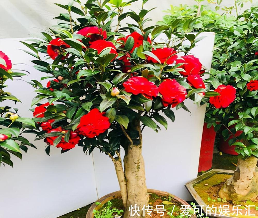 有名的“12种旺财花”,吉祥又大气,养成老桩更“旺家”