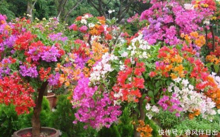 懒人|4种花就适合现在养,花朵多、花期长,新手懒人都养得好!