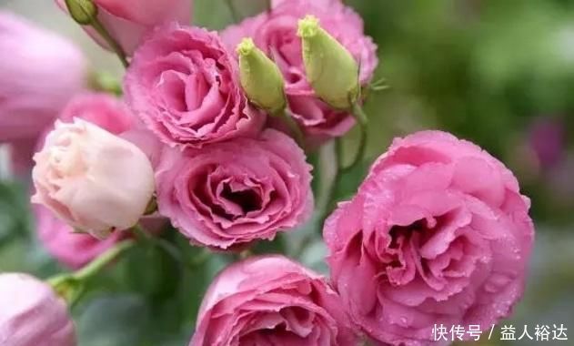 玫瑰花|花开似玫瑰,人称“无刺玫瑰”,一年开花240天,是国际流行花