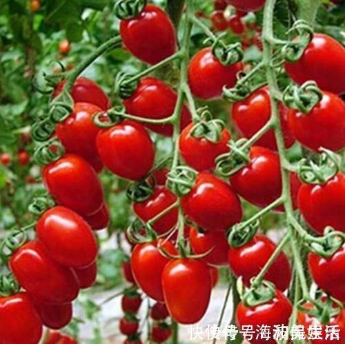 中老年人|老年人的“健康零食排行榜”，糖尿病和高血压病人，嘴馋时都能吃