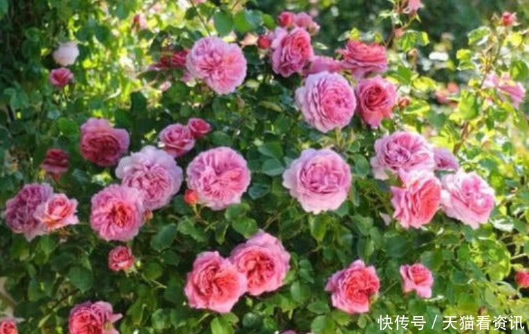 家里就养“2种花”，耐旱又耐晒，花开就爆盆，漂亮又好养！