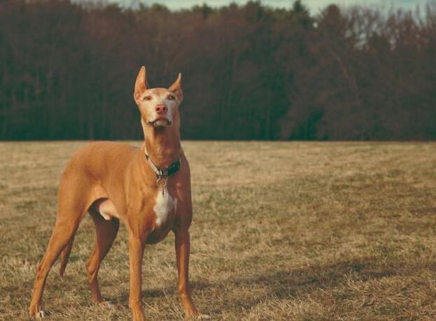 宠物图集:优秀猎犬法老王猎犬图片