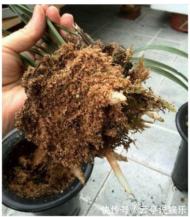 中药|这2种生活垃圾别扔丢花卉盆栽里，很快叶绿疯长开花到爆盆！