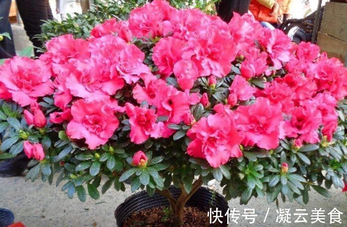 杜鹃花难养记住“3个”要领,次次开花“爆盆”,一开就90天