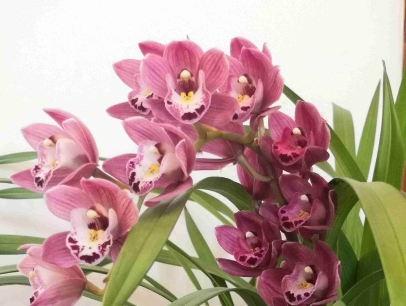 洋兰花|养兰花不如养这种花，花大如拳头，碾压其它年宵花