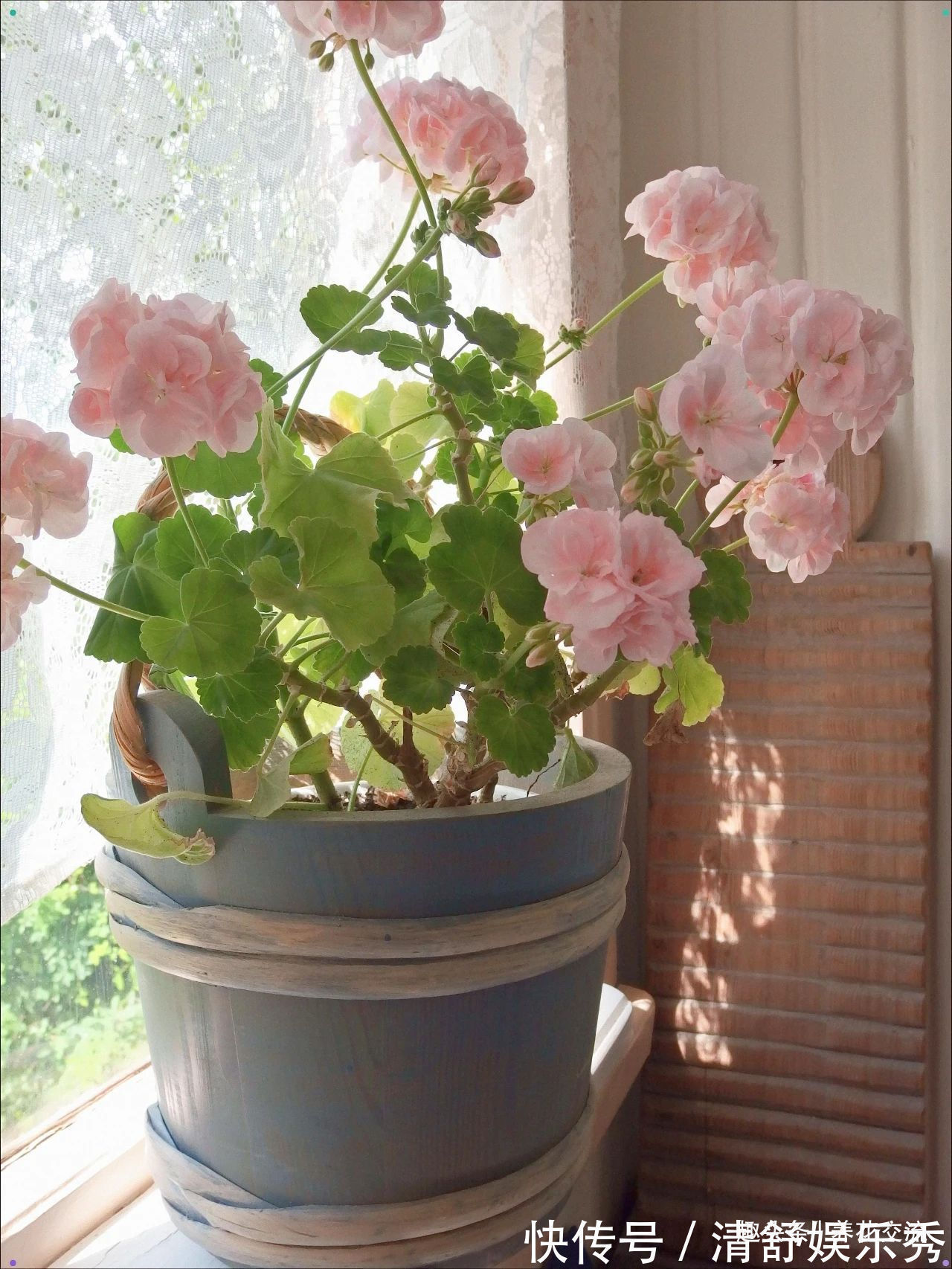 月季花|10种适合在秋季购买的盆栽花卉,提前买好,冬春时节持续有花开