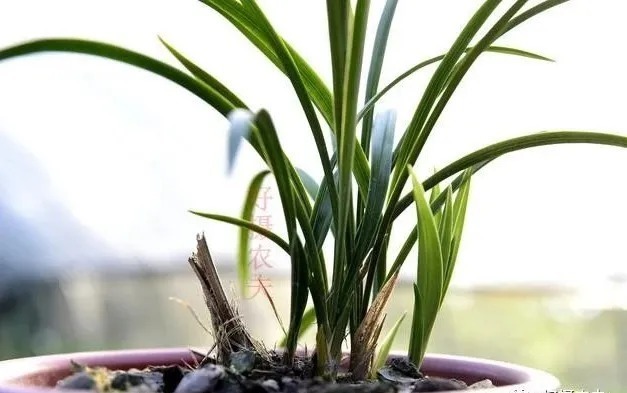 种植|兰花生命力很强，决定能否种植成活的，并不是土壤与肥料