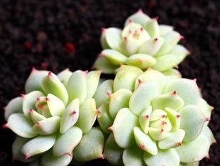 此款多肉，如夜色一般温柔，养护好气质独特迷人，值得拥有