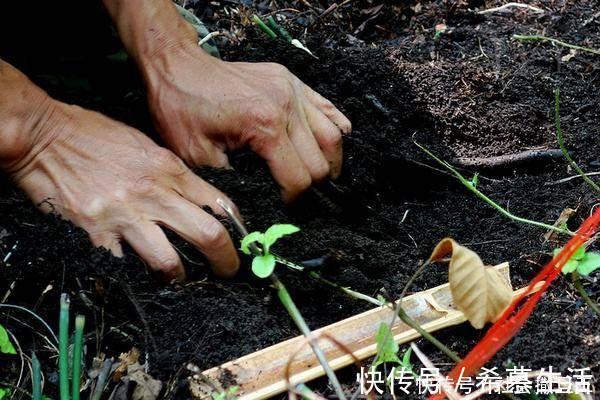 中老年人|中医黄芪巧搭一物“赛人参”，连用一周后，“肝净”如新