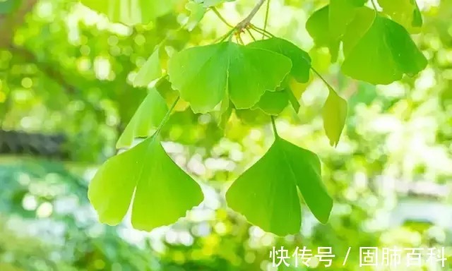 山东省中医院|风寒or风热感冒?用对药才有效!省中医彭伟主任详解感冒清热颗粒