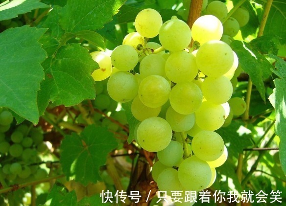 癌细胞|廉价的3大“防癌”食物,人人都买的起,有事没事吃一点