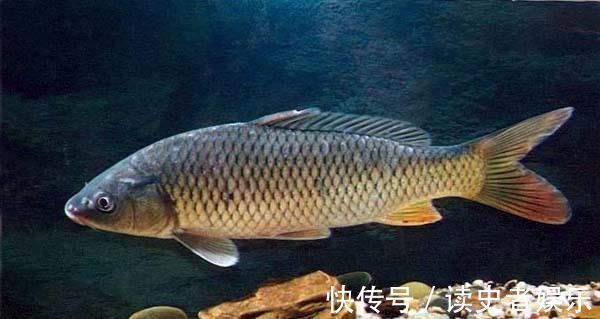 钓鲤鱼的最关键的2点，你知道吗老钓友为你解答