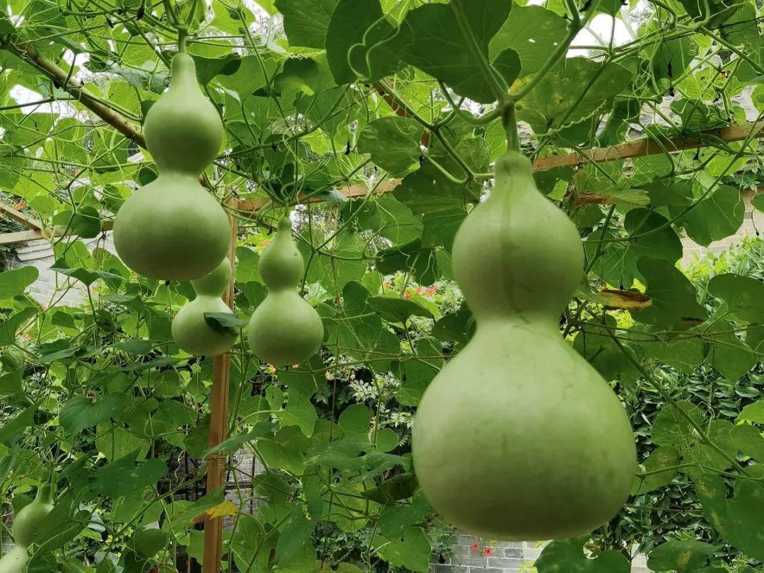 有毒性|20种有毒花,出门别乱摘,有小孩的特别注意