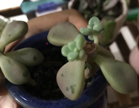 原来砍头有这么多妙处,烂根黄叶别再困扰,拿把菜刀一砍就完事!