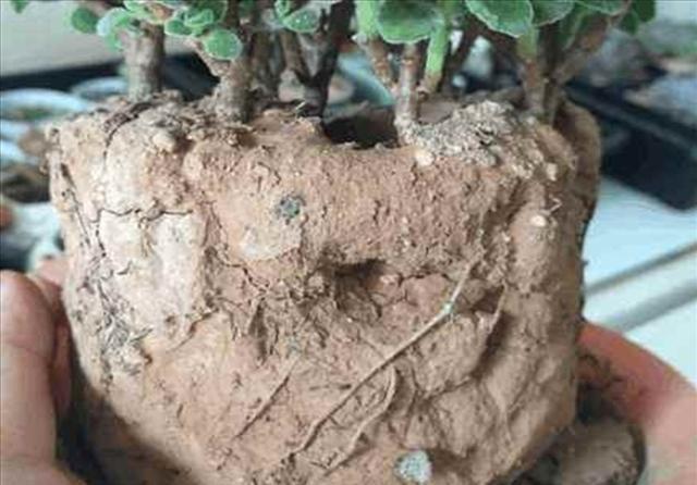 空隙|养花土不用买，3种“垃圾”掺一掺，就是营养土肥沃流油，养花棒