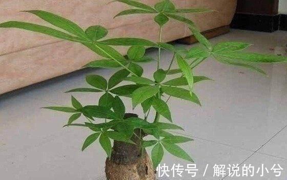 原来发财树要这样养才能绿油油,难怪我之前养的老是烂根
