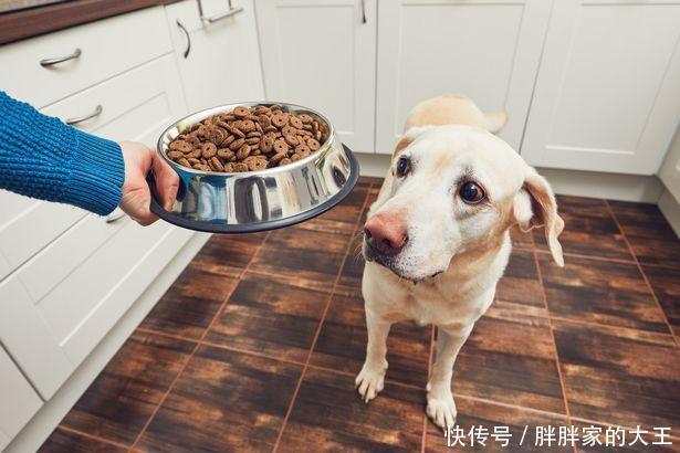 一个月幼犬体重