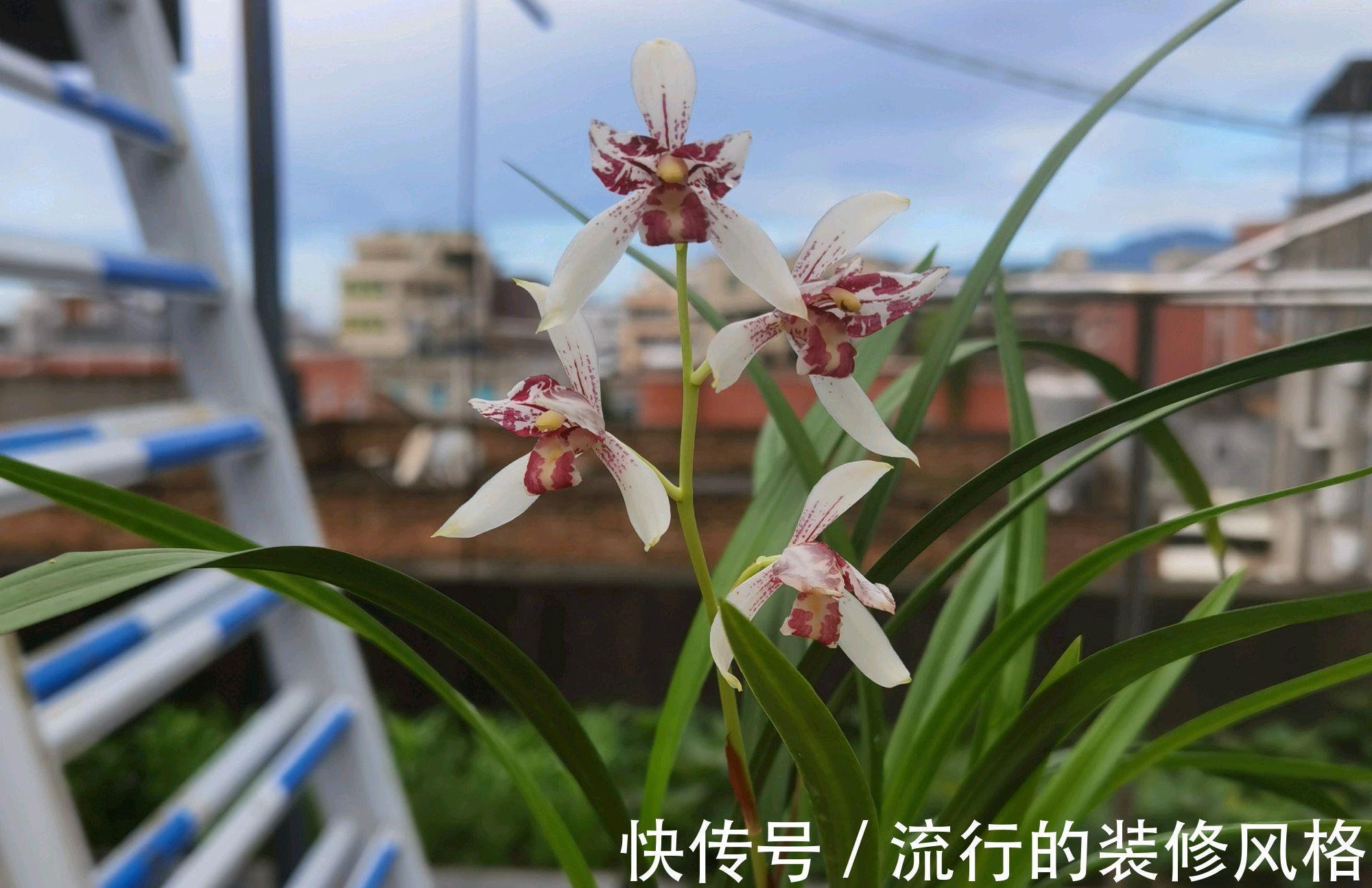 休眠|兰花的叶片底端变黄变枯,兰花在夏季度夏实在难