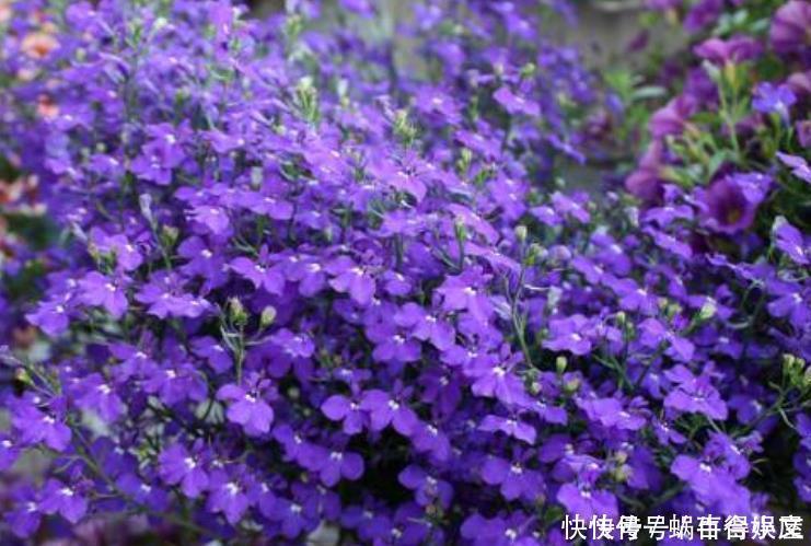 桔梗科|谁见了都喜欢的4种花，好养又漂亮，开起花来拦不住，美不胜收