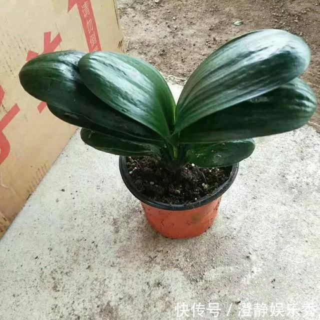 君子兰换土有讲究，选择这两个时间段换土，才能长得旺、开花美