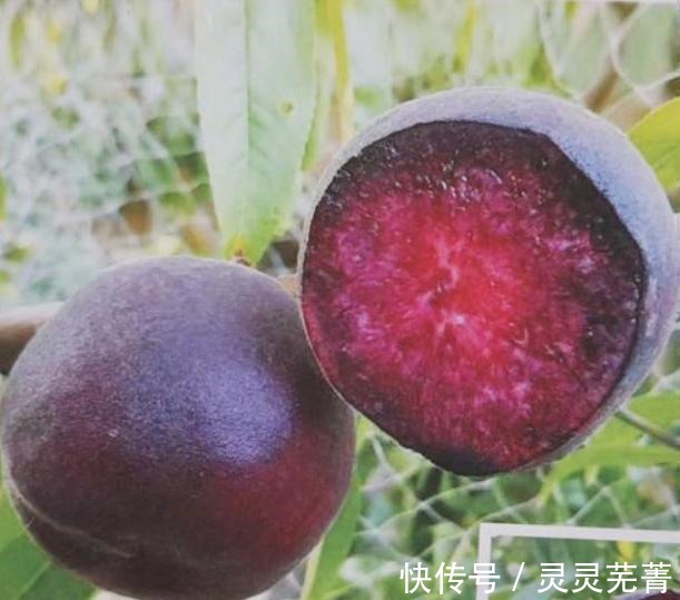 空地|家里有空地的，此树种上两棵，果肉甜美，抗旱耐冻易打理！