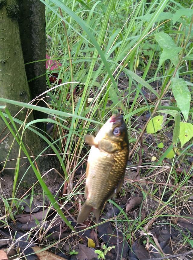 浮漂|野钓小技巧浮漂做一个小改动,惊鱼几率大降