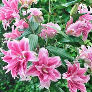 她养了1种花，开花漂亮，香味浓郁，老远就能闻到香！