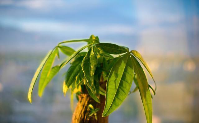 坏事|3种植物最怕“乱浇水”,有时候太勤快反而坏事,管住手,不烂根