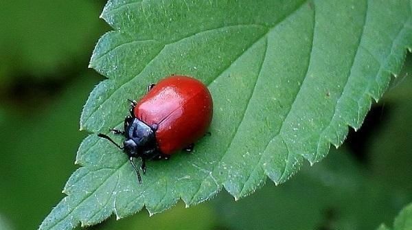 小学生作文《十二星瓢虫》,成功写活了瓢虫,也写活了少女的梦
