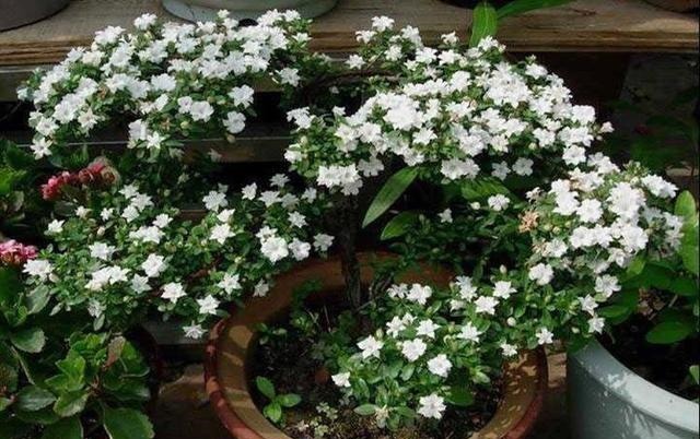 喜欢盆景就养它,1个枝能扦插,6月开花多又美,美过金枝玉叶