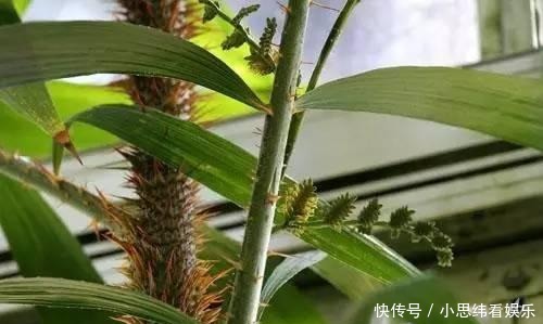 植物|长见识了, 这些菩提子你们都认识吗