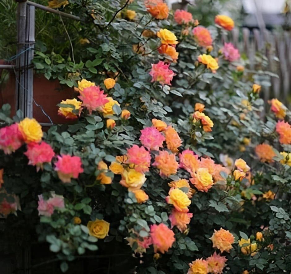 休眠|6种漂亮花，就怕下雨天，淋雨就发黄，雨天快搬屋里去