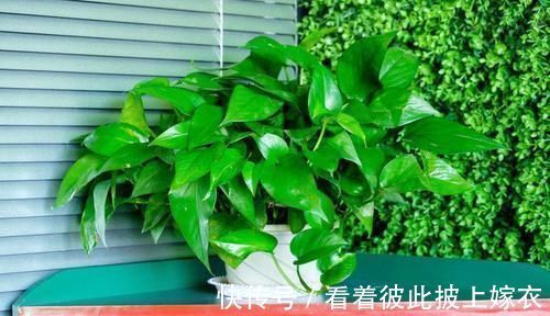 叶片|最厉害的养花营养液给绿萝喝一勺,四季不黄叶,一窜2米高