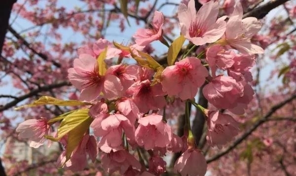 薰衣草|又是一年赏花季!乱花渐欲迷人眼,教你分清谁是谁
