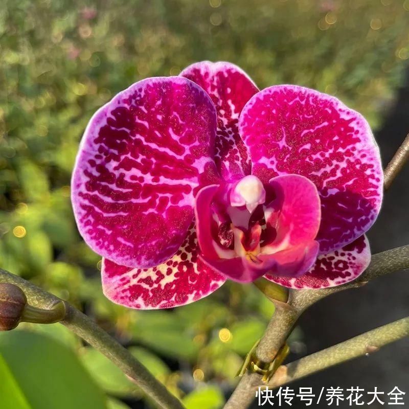 红火好养的“喜庆花”，现在买不吃亏，下个月价格翻两倍