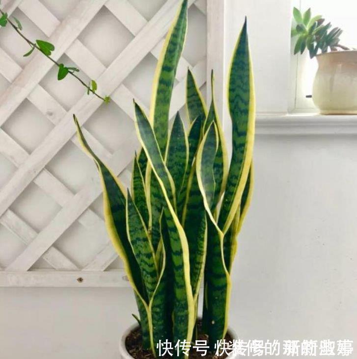 清香|夏天家里养此款花,人养花,花也养人,空气清香去异味,漂亮好养