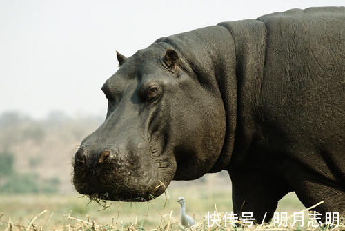 打鼾|十个有趣的冷知识,奇怪的知识又增加了