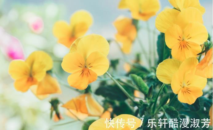 感情|没有隔夜仇,吵架之后先妥协,主动放下恩怨的星座